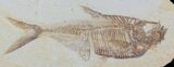 Detailed, Diplomystus Fossil Fish - Wyoming #79063-1